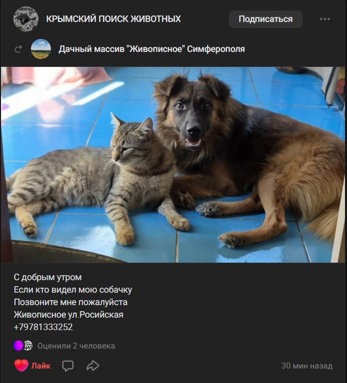 Пропавшая собака в Симферополе: Помогите пожалуйста найти собаку. Пропала собака в Симферополе — Помогите пожалуйста найти собаку.