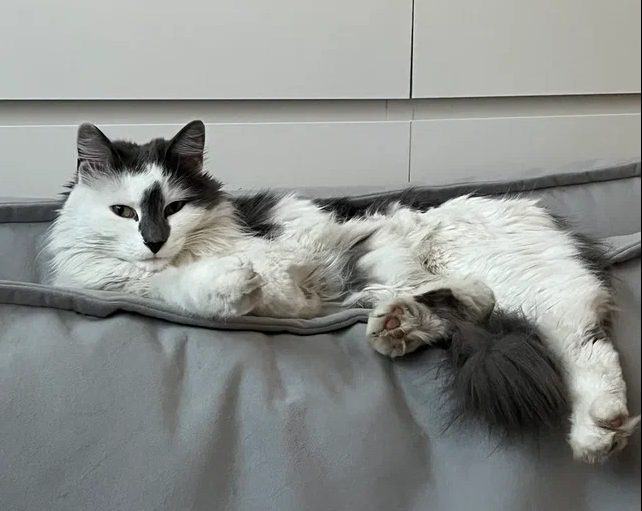 Пропавшая кошка в Новосибирске Пропала кошка в Новосибирске — фото объявления