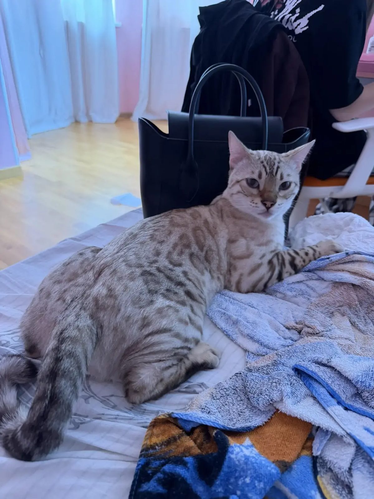 Пропавшая кошка в Одинцове: Кот потерялся Пропала кошка в Одинцове — Кот потерялся