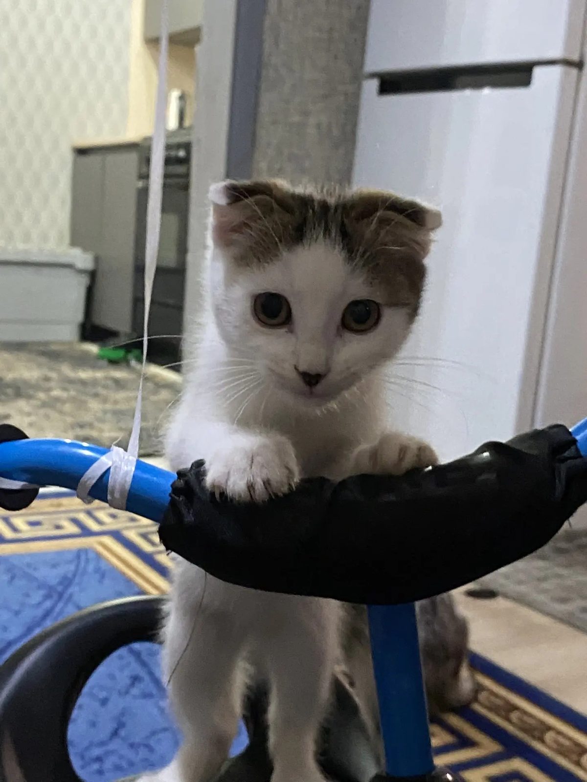 Пропавшая кошка в Невинномысске: Помогите найти Пропала кошка в Невинномысске — Помогите найти