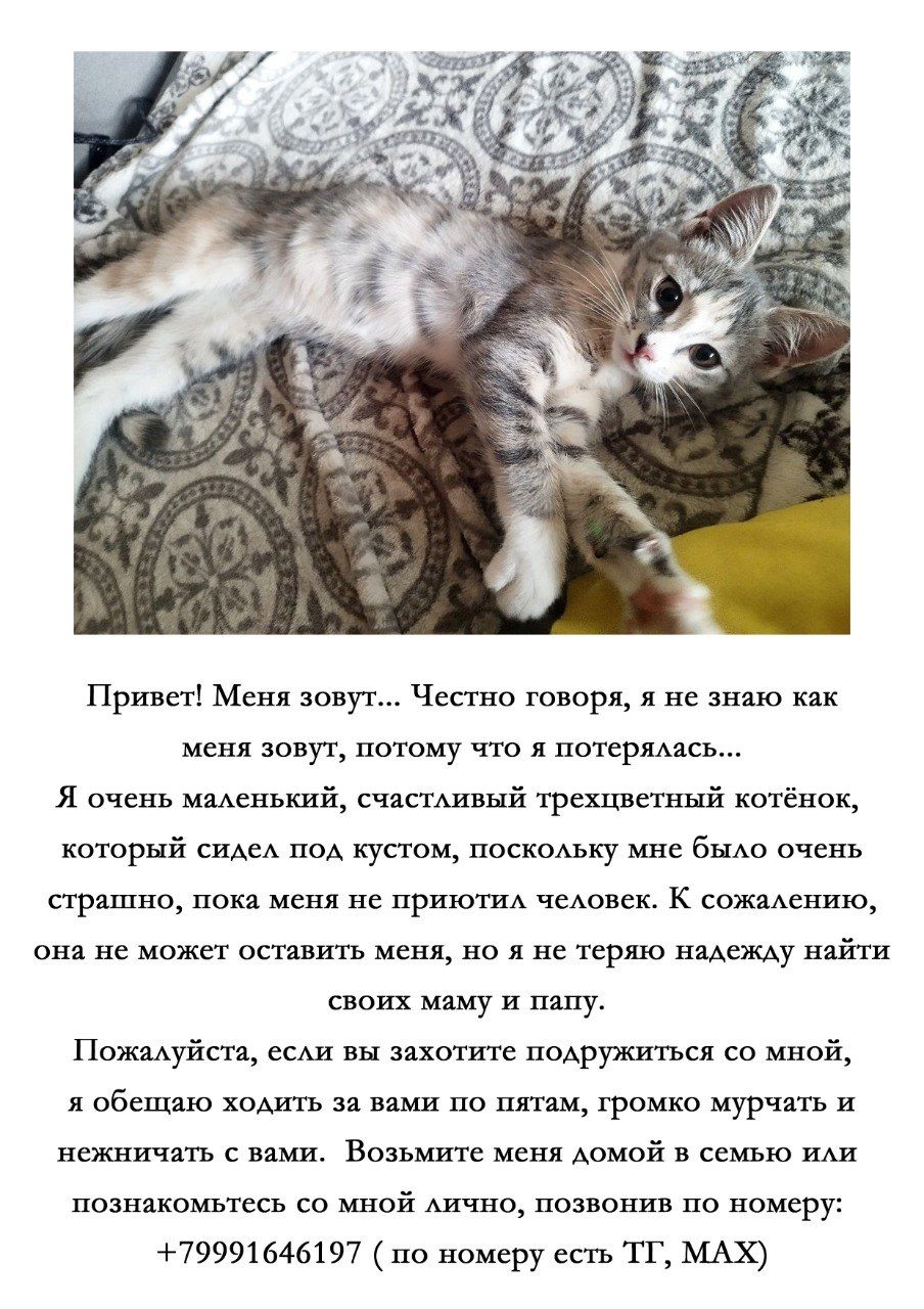 Найденная кошка в Санкт-Петербурге: Срочно ищем ручки!!! Найдена кошка в Санкт-Петербурге — Срочно ищем ручки!!!