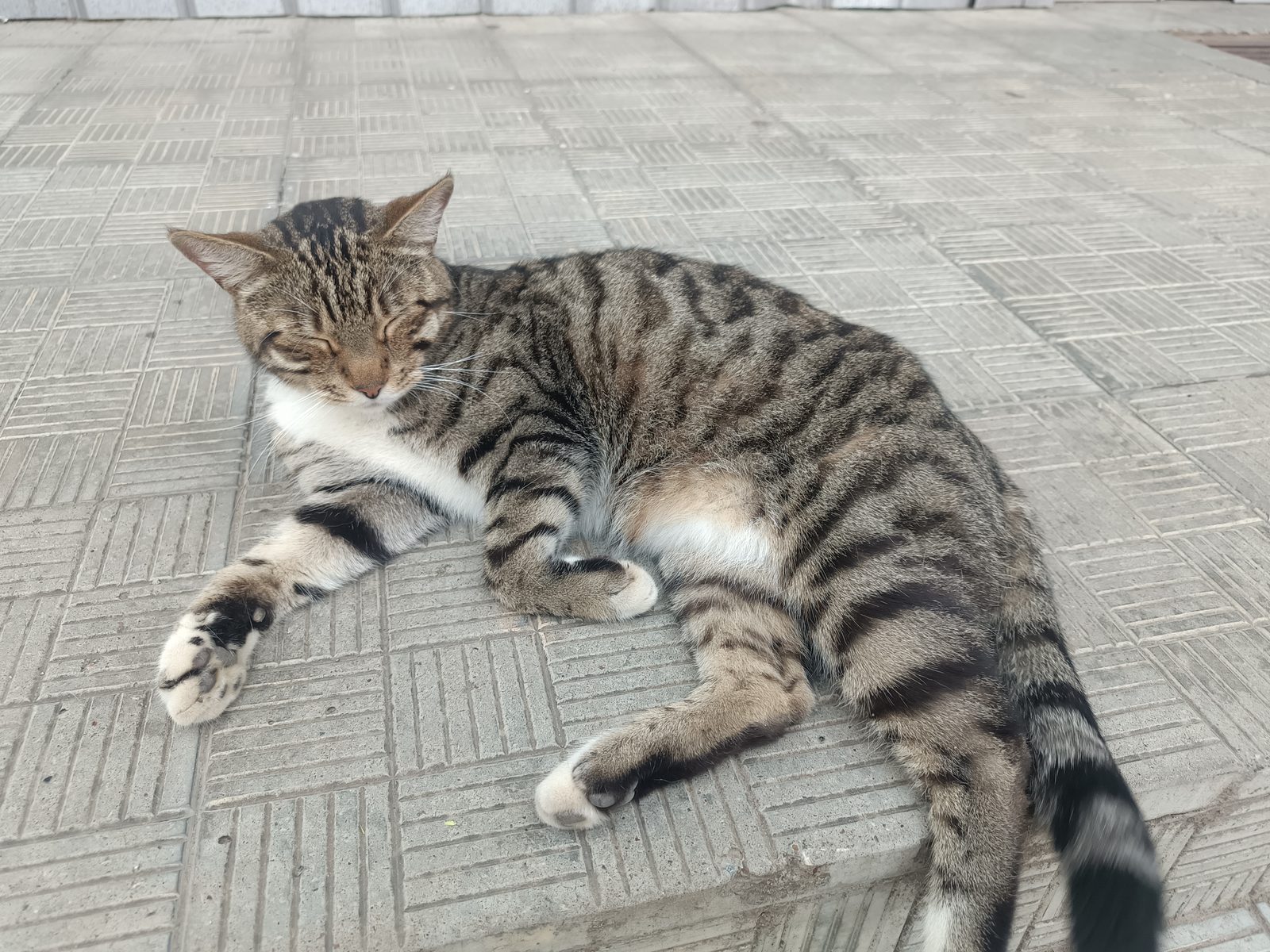 Найденная кошка в Перми: Кот, британец? С кем то Найдена кошка в Перми — Кот, британец? С кем то