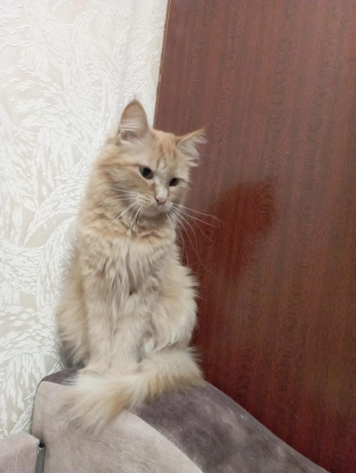 Найденная кошка в Красноярске Найдена кошка в Красноярске — фото объявления