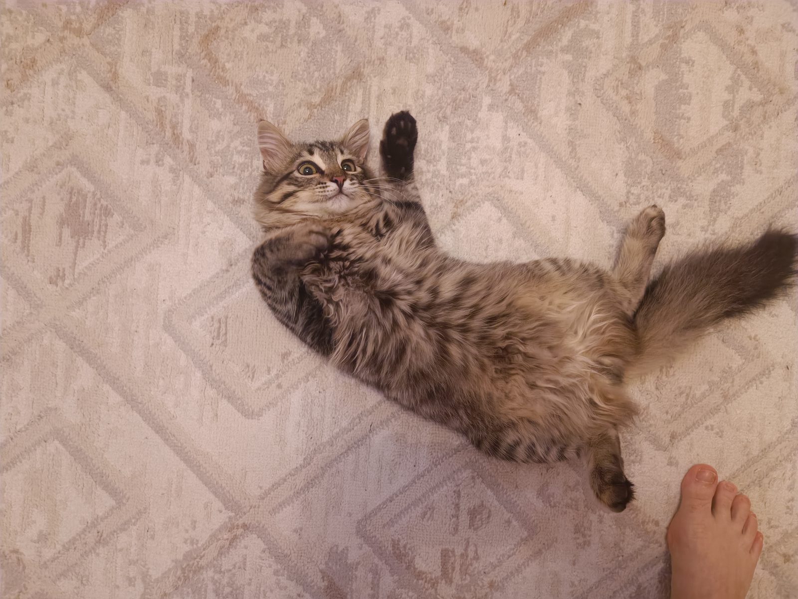 Пропавшая кошка в Оренбурге Пропала кошка в Оренбурге — фото объявления