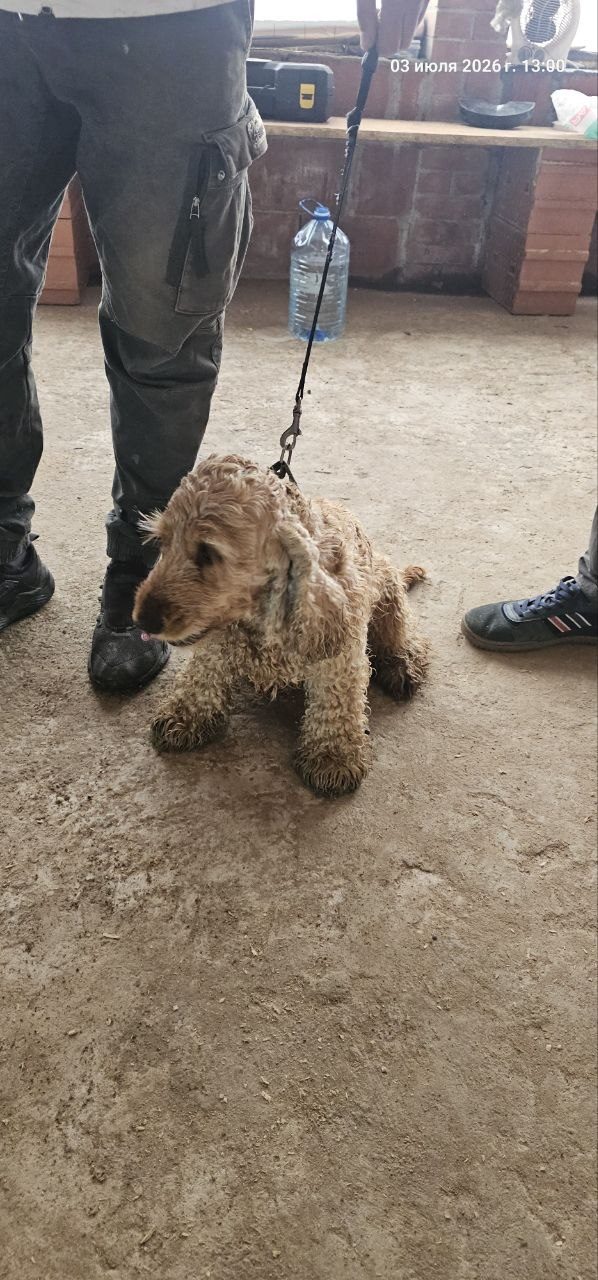 Найденная собака в Калининграде Найдена собака в Калининграде — фото объявления