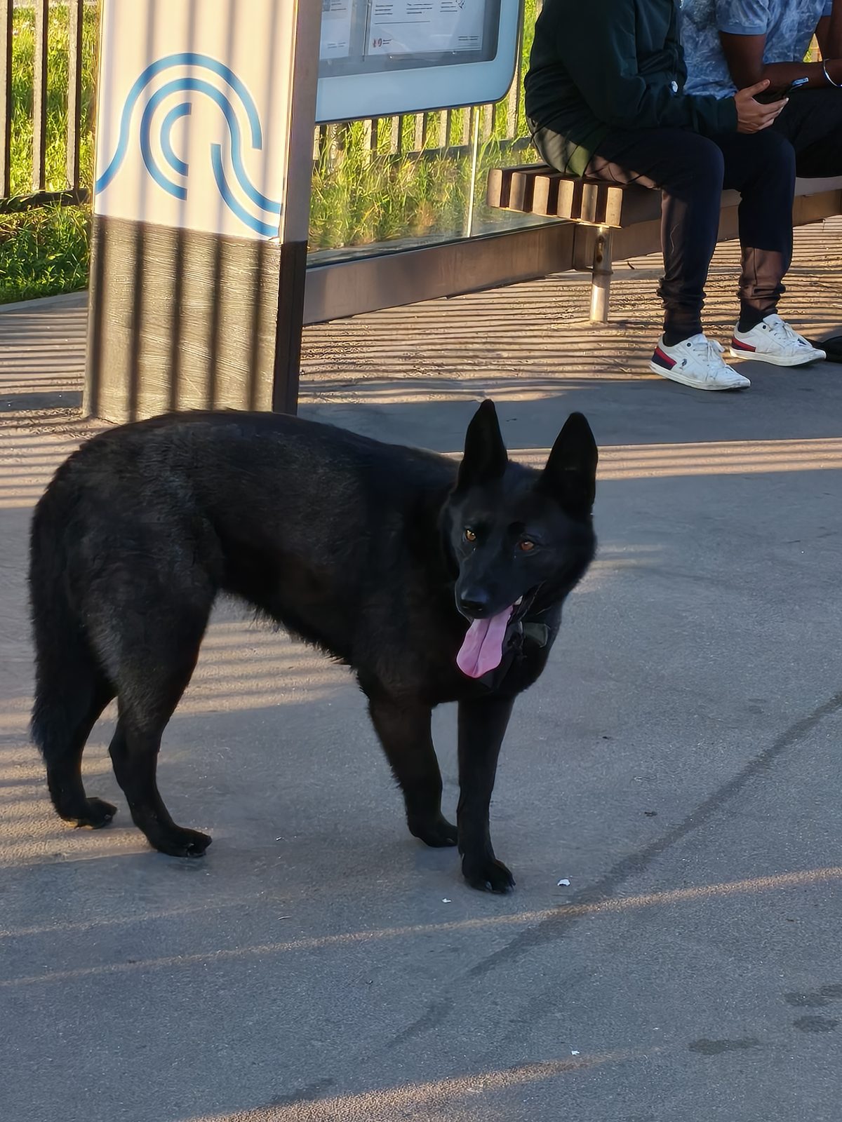 Найденная собака в Москве: Черная овчарка на автовокзале ВДНХ Найдена собака в Москве — Черная овчарка на автовокзале ВДНХ