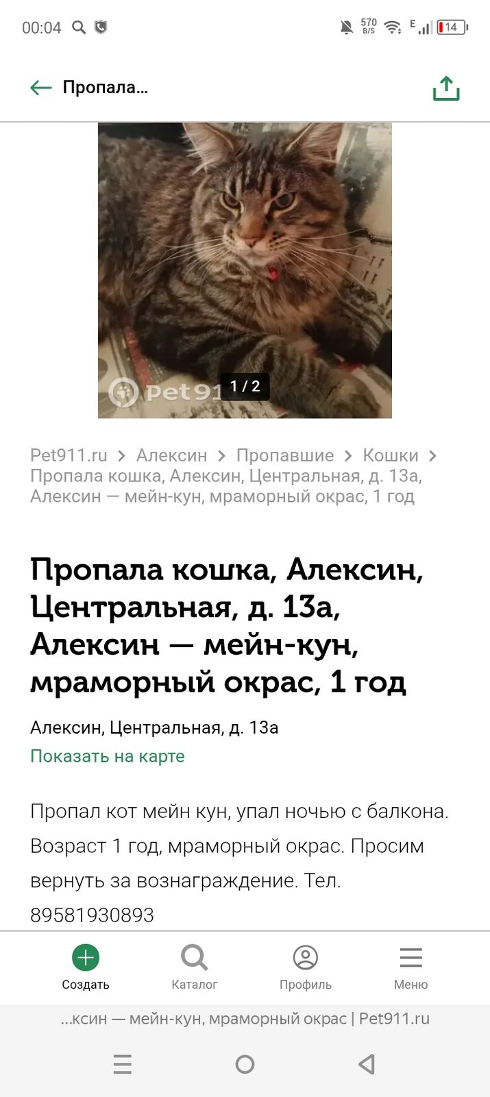 Пропавшая кошка в Алексине Пропала кошка в Алексине — фото объявления