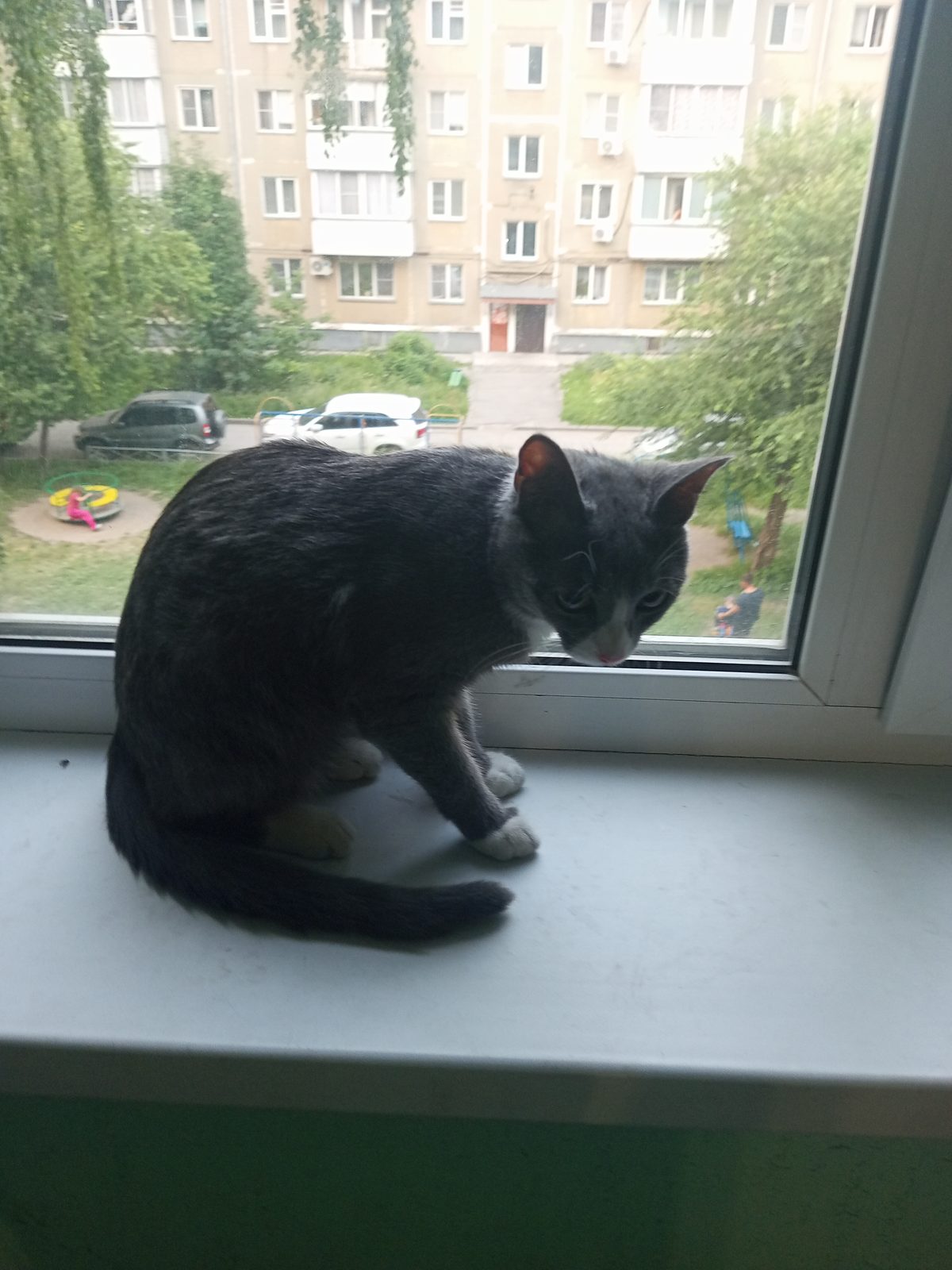 Найденная кошка в Новосибирске Найдена кошка в Новосибирске — фото объявления