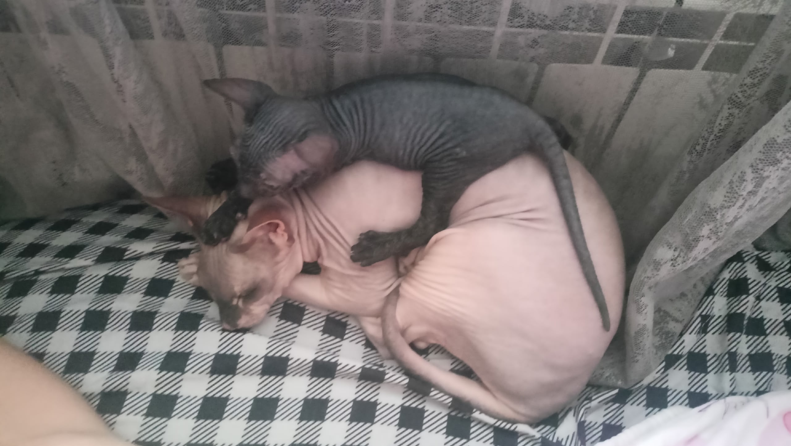 Пропавшая кошка в Новокузнецке Пропала кошка в Новокузнецке — фото объявления