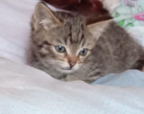 Пропавшая кошка в Ижевске: КОТЕНОК 4 мес Пропала кошка в Ижевске — КОТЕНОК 4 мес