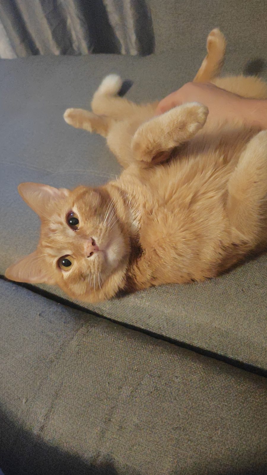 Пропавшая кошка в Уфе: Рыжый кот Пропала кошка в Уфе — Рыжый кот