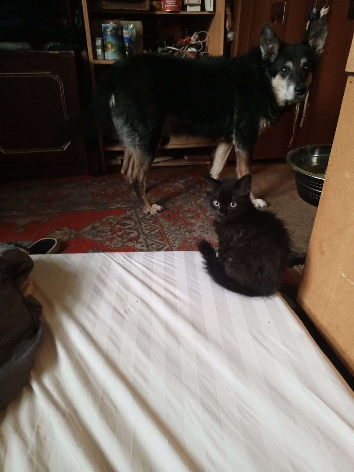 Пропавшая кошка в Южноуральске: Кот болен нужна операция, верните пожалуйста Пропала кошка в Южноуральске — Кот болен нужна операция, верните пожалуйста