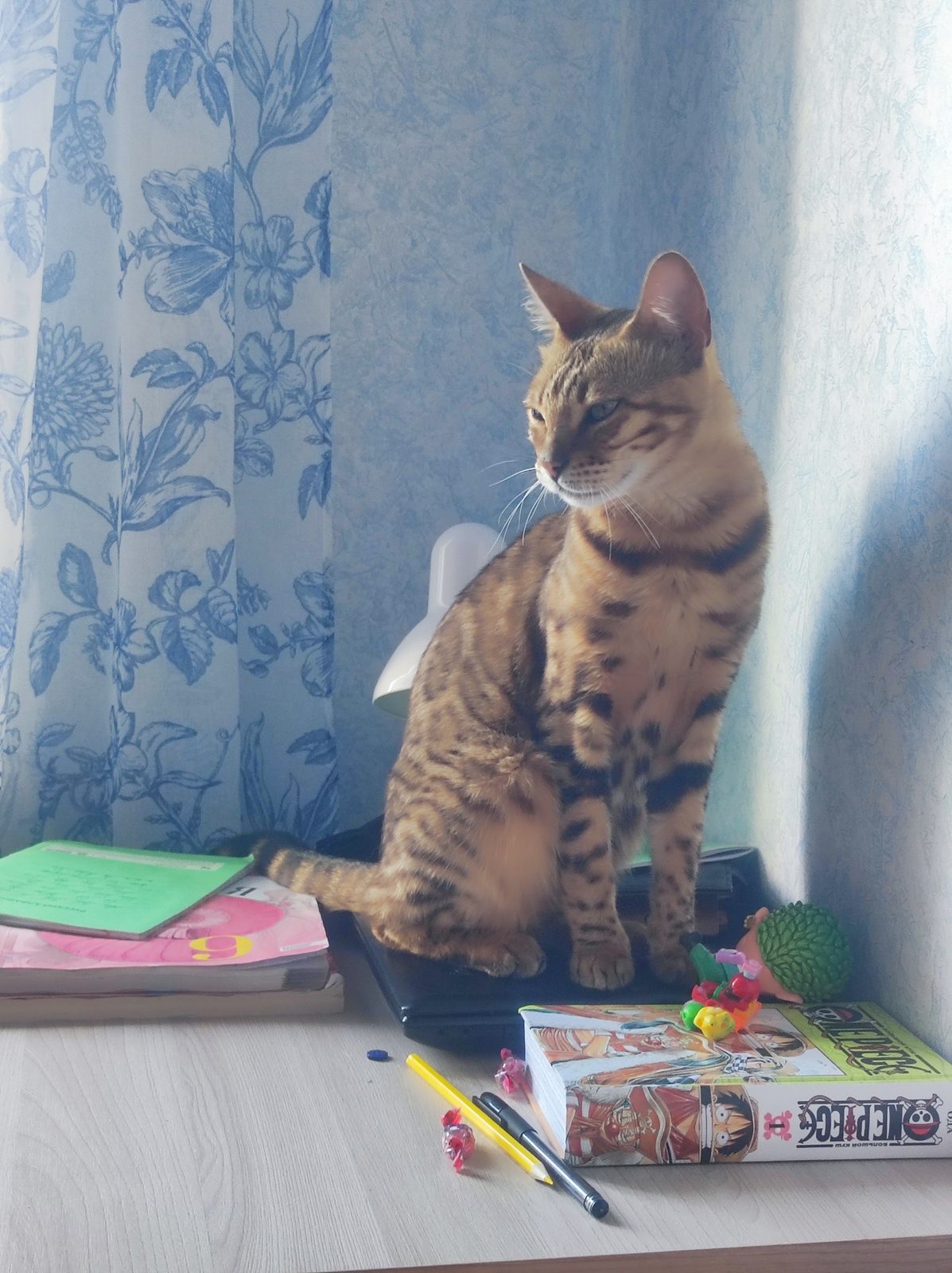 Найденная кошка в Костроме Найдена кошка в Костроме — фото объявления