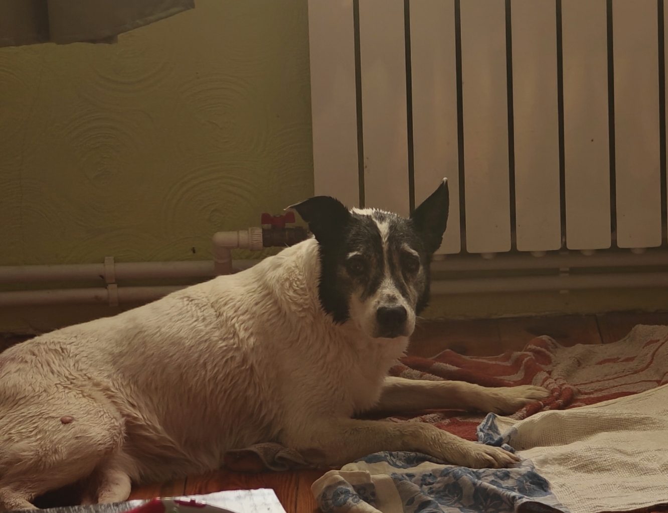 Пропавшая собака в Великих Луках Пропала собака в Великих Луках — фото объявления