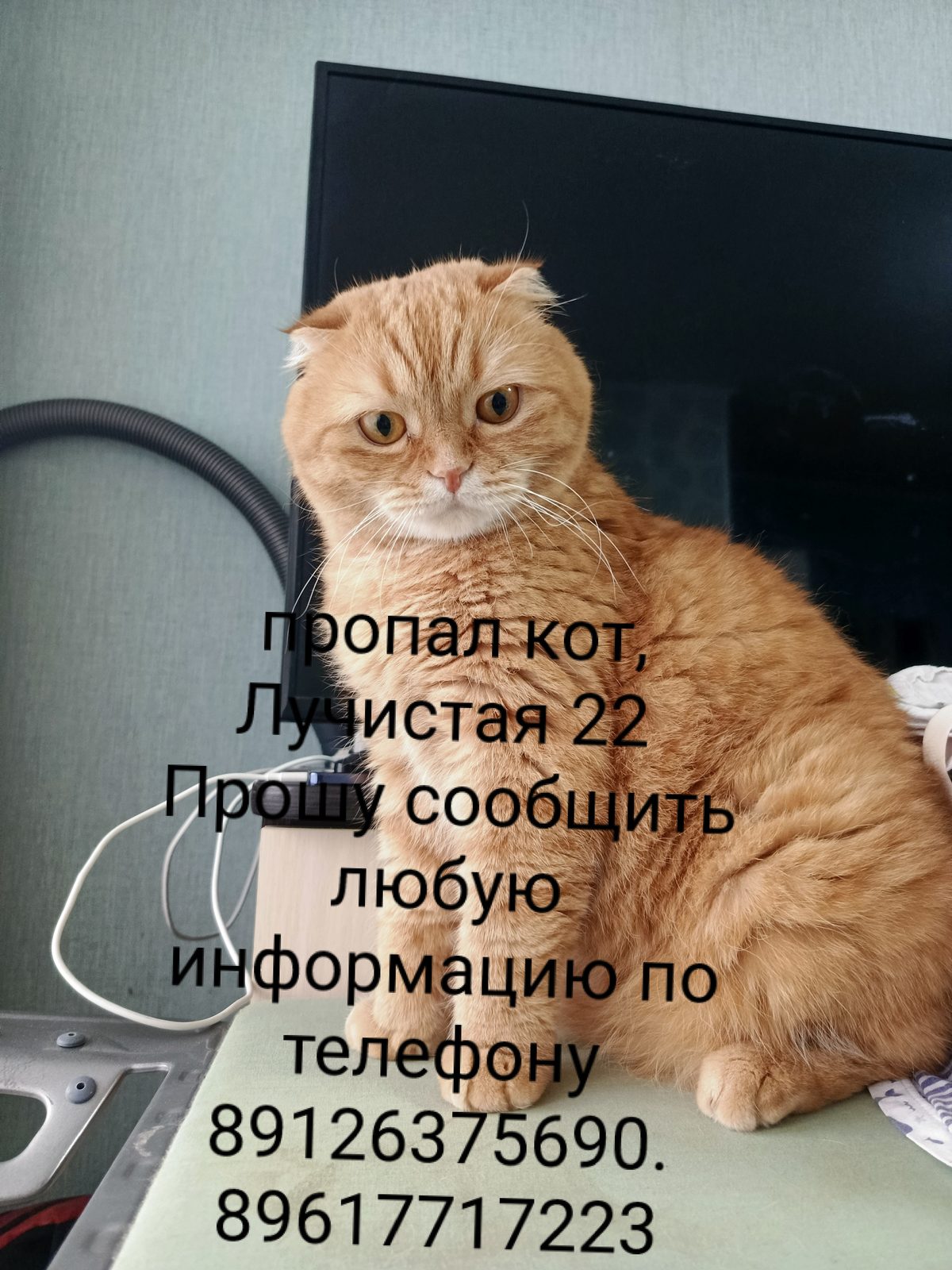 Пропавшая кошка в Екатеринбурге Пропала кошка в Екатеринбурге — фото объявления