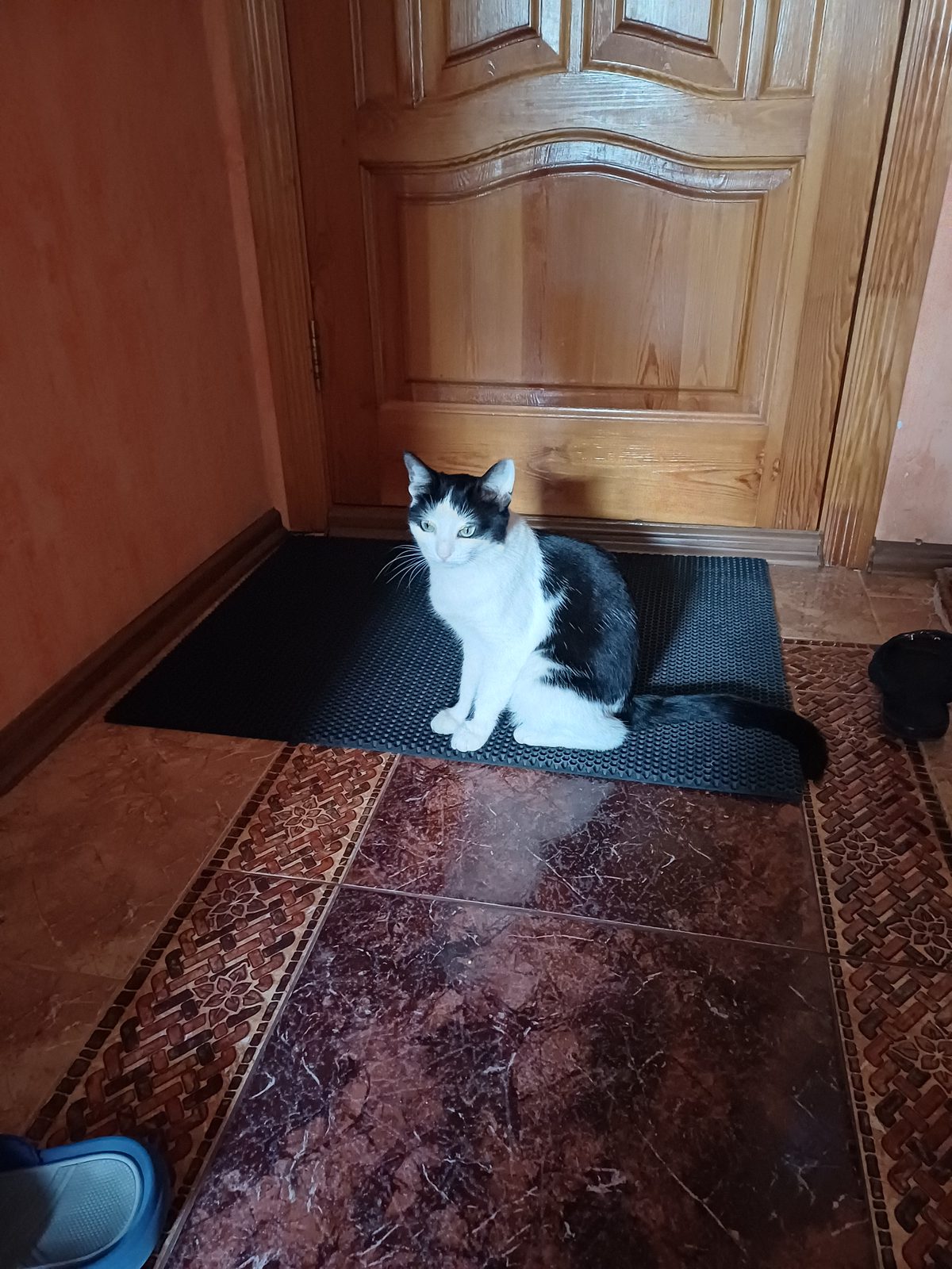Пропавшая кошка в Нижнем Новгороде Пропала кошка в Нижнем Новгороде — фото объявления