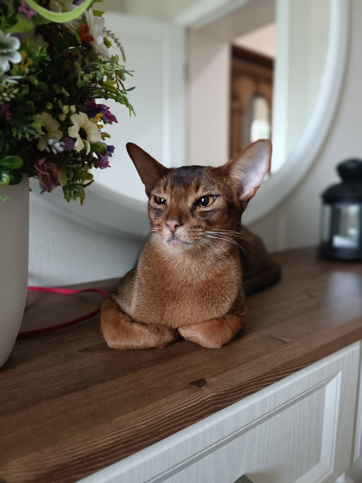 Пропавшая кошка в Костроме: Ищем своего любимого кота Пропала кошка в Костроме — Ищем своего любимого кота