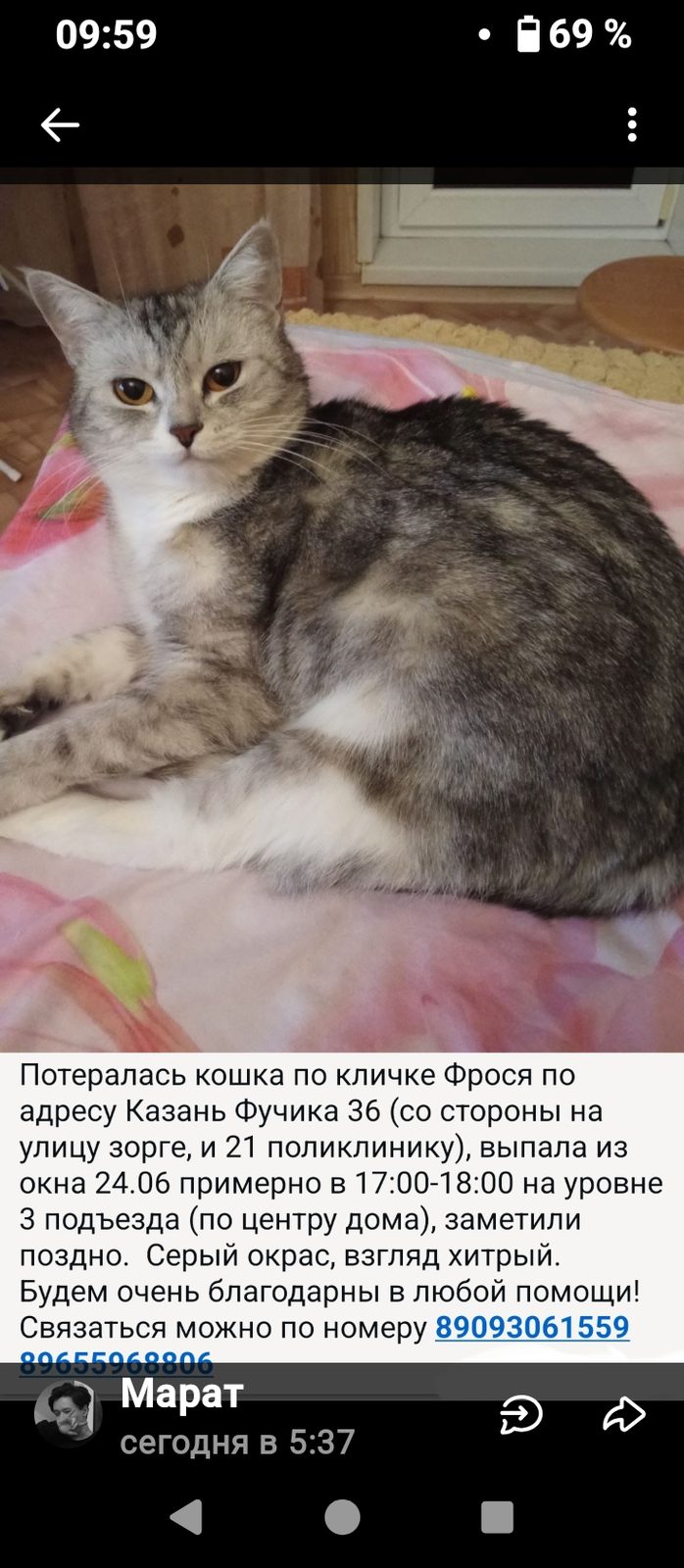 Пропавшая кошка в Казани Пропала кошка в Казани — фото объявления