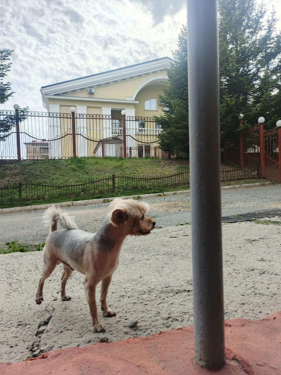 Пропавшая собака в Находке Пропала собака в Находке — фото объявления