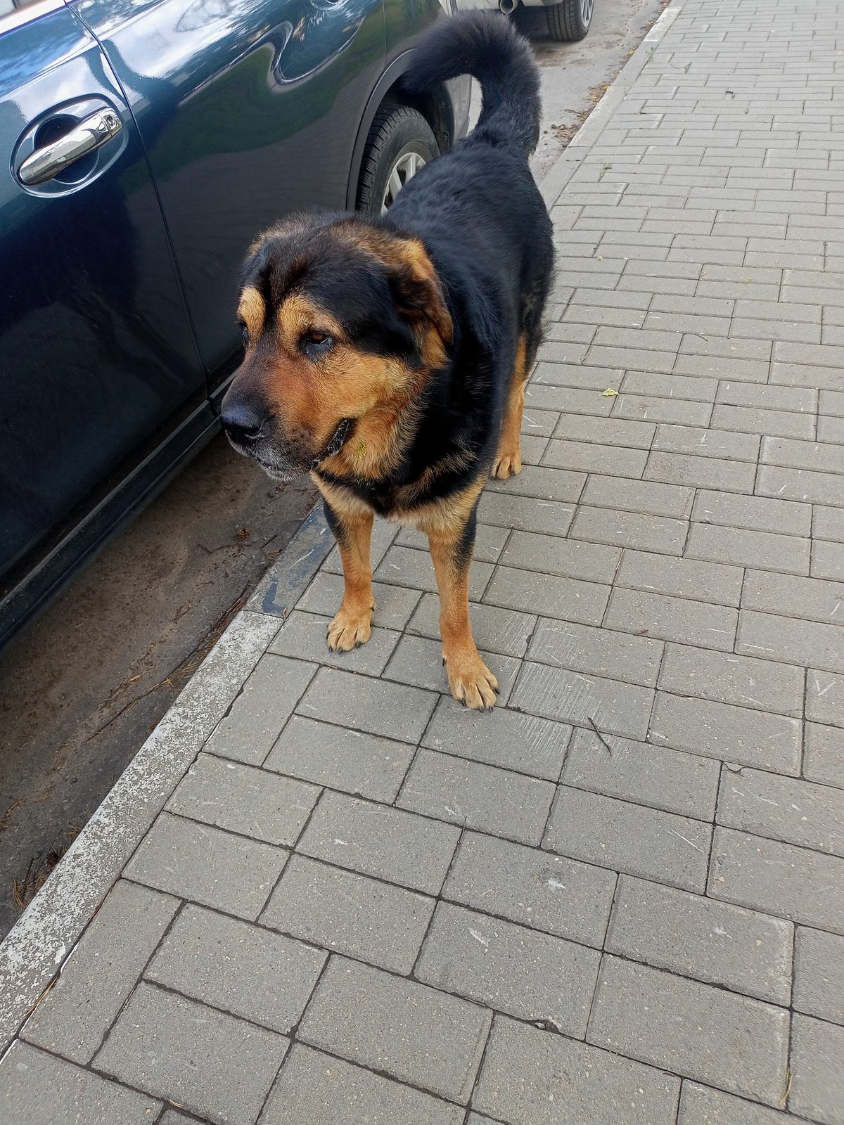 Найденная собака в Раменском Найдена собака в Раменском — фото объявления