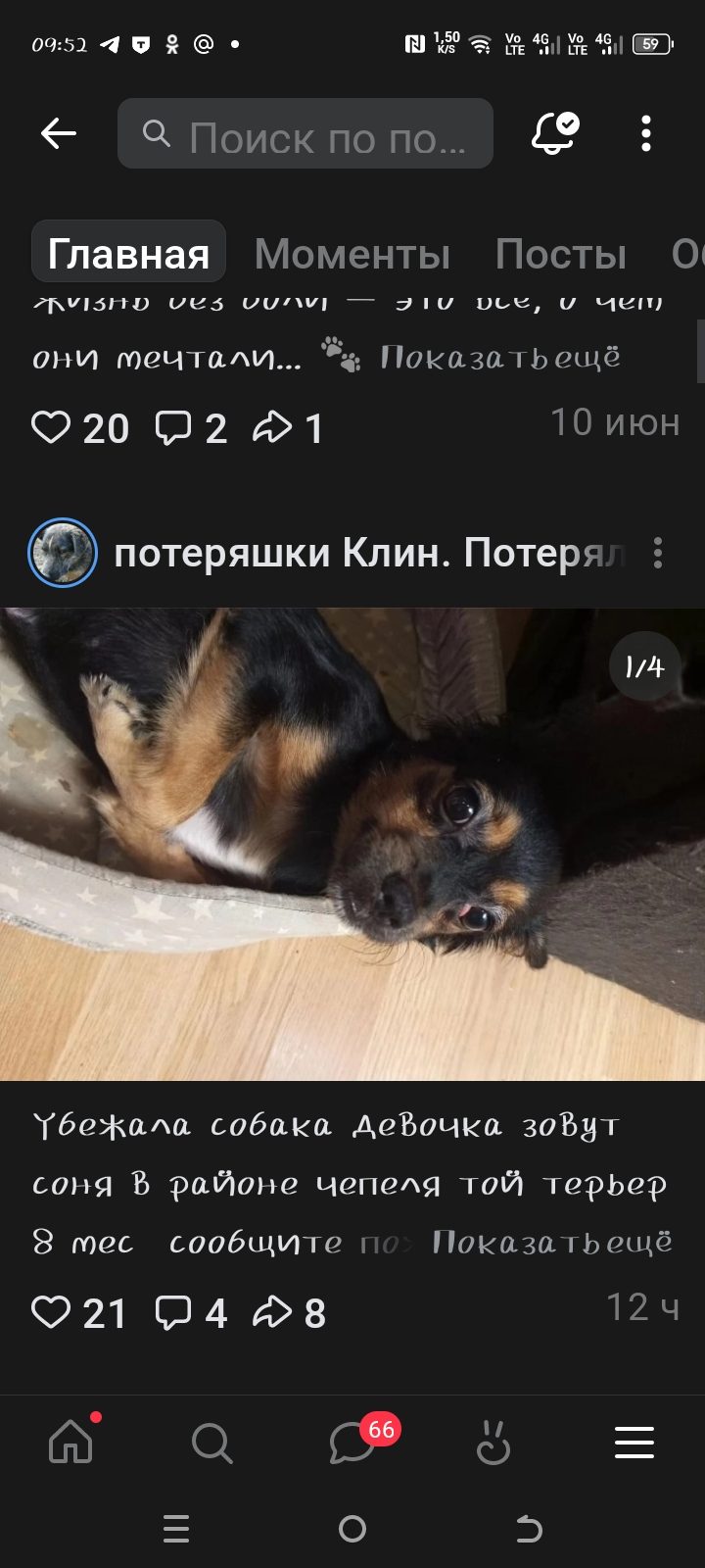 Пропавшая собака в Клине: Убежала собака Пропала собака в Клине — Убежала собака