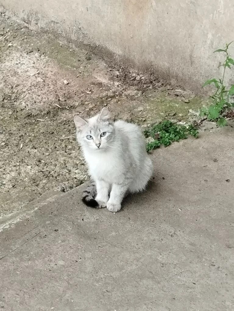 Найденная кошка в Ижевске Найдена кошка в Ижевске — фото объявления