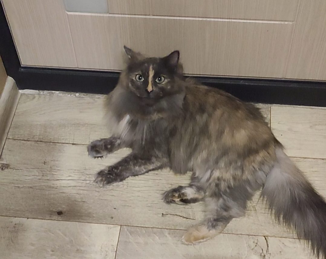 Пропавшая кошка в Воронеже: Помогите найти кошечку Пропала кошка в Воронеже — Помогите найти кошечку