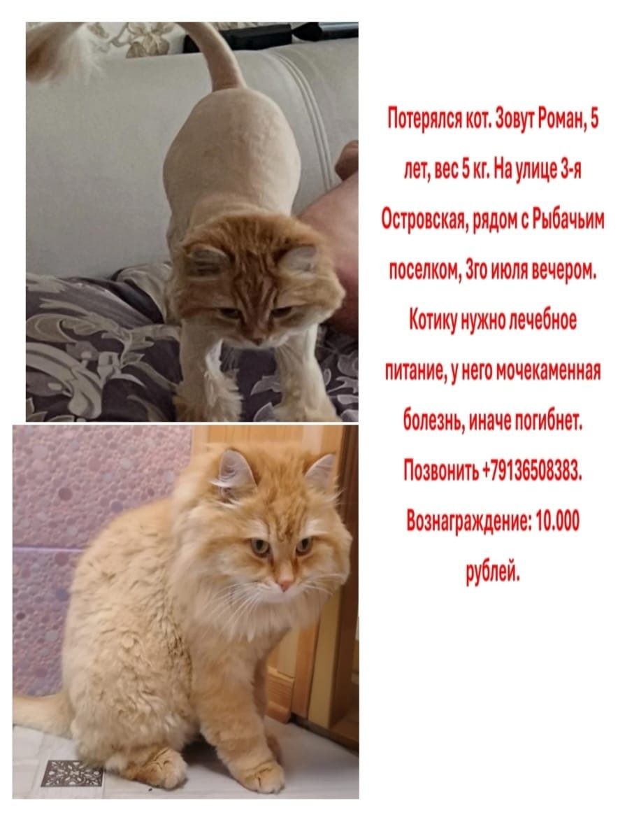 Пропавшая кошка в Омске Пропала кошка в Омске — фото объявления