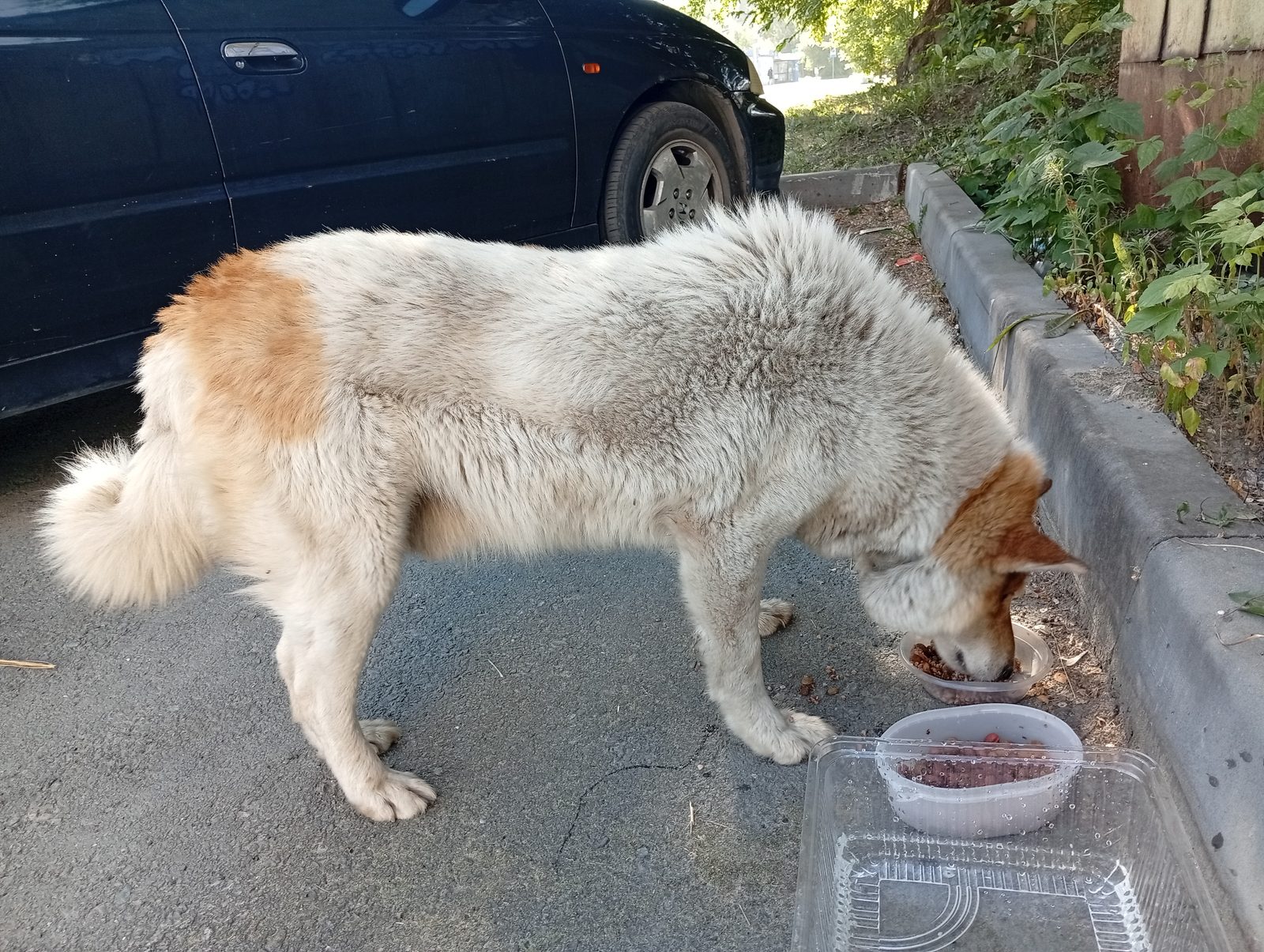 Найденная собака в Новосибирске Найдена собака в Новосибирске — фото объявления