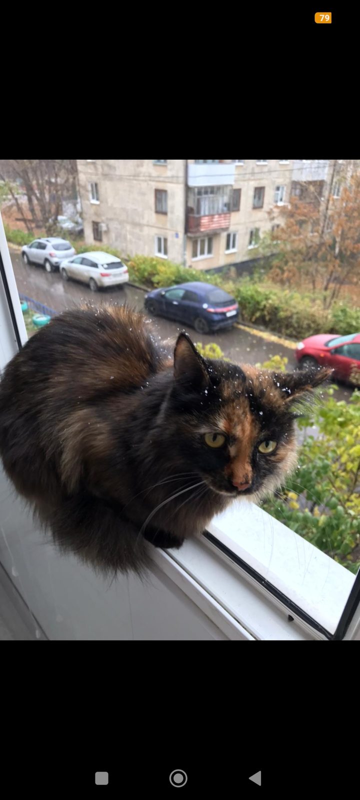 Пропавшая кошка в Уфе: Украдена кошка Пропала кошка в Уфе — Украдена кошка