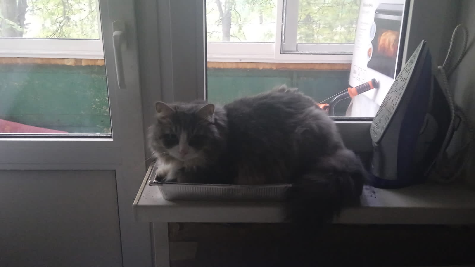 Пропавшая кошка в Рязани: Помогите найти Пропала кошка в Рязани — Помогите найти
