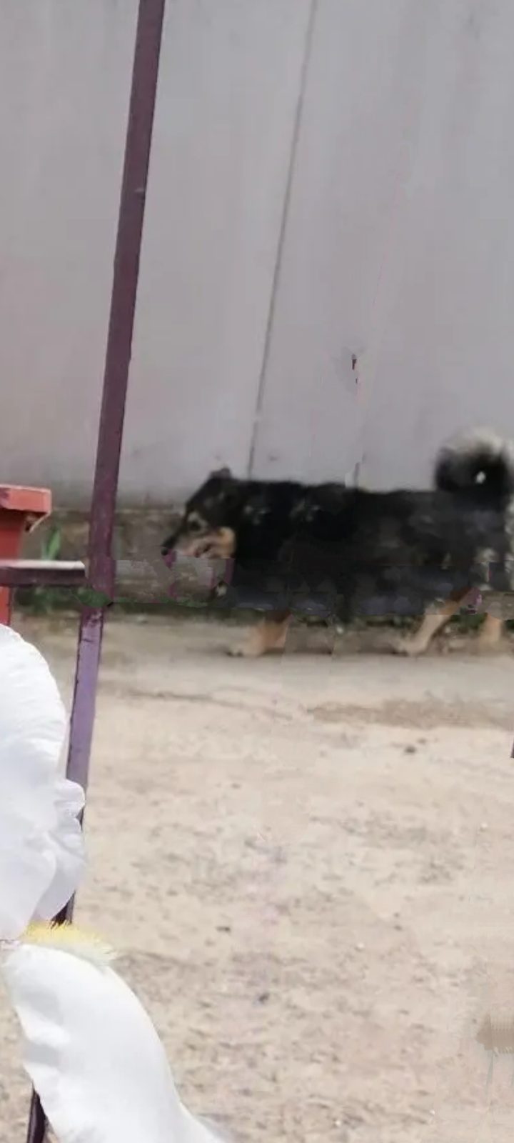 Пропавшая собака в Воронеже Пропала собака в Воронеже — фото объявления