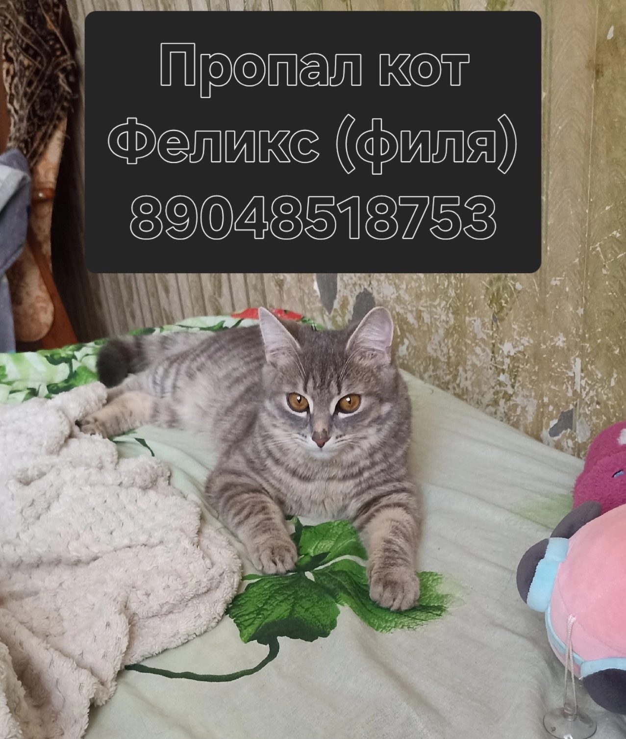 Пропавшая кошка в Пензе: Кот потерялся Пропала кошка в Пензе — Кот потерялся