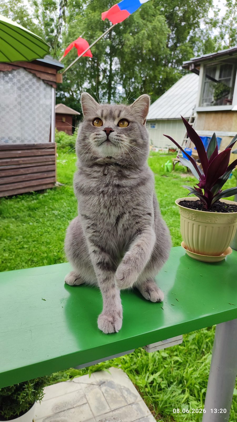 Пропавшая кошка в Пушкине Пропала кошка в Пушкине — фото объявления