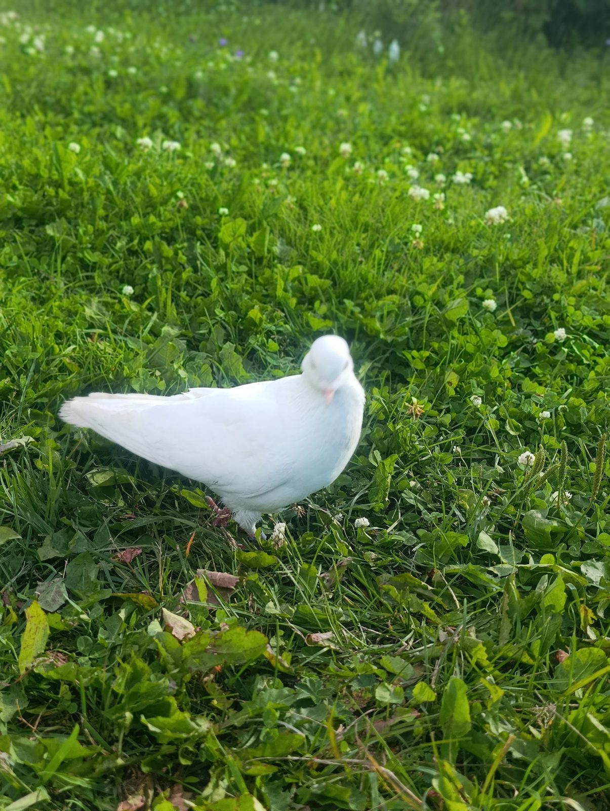 Объявление о питомце в Москве: Прилетел на участок белый голубь Объявление о питомце в Москве — Прилетел на участок белый голубь