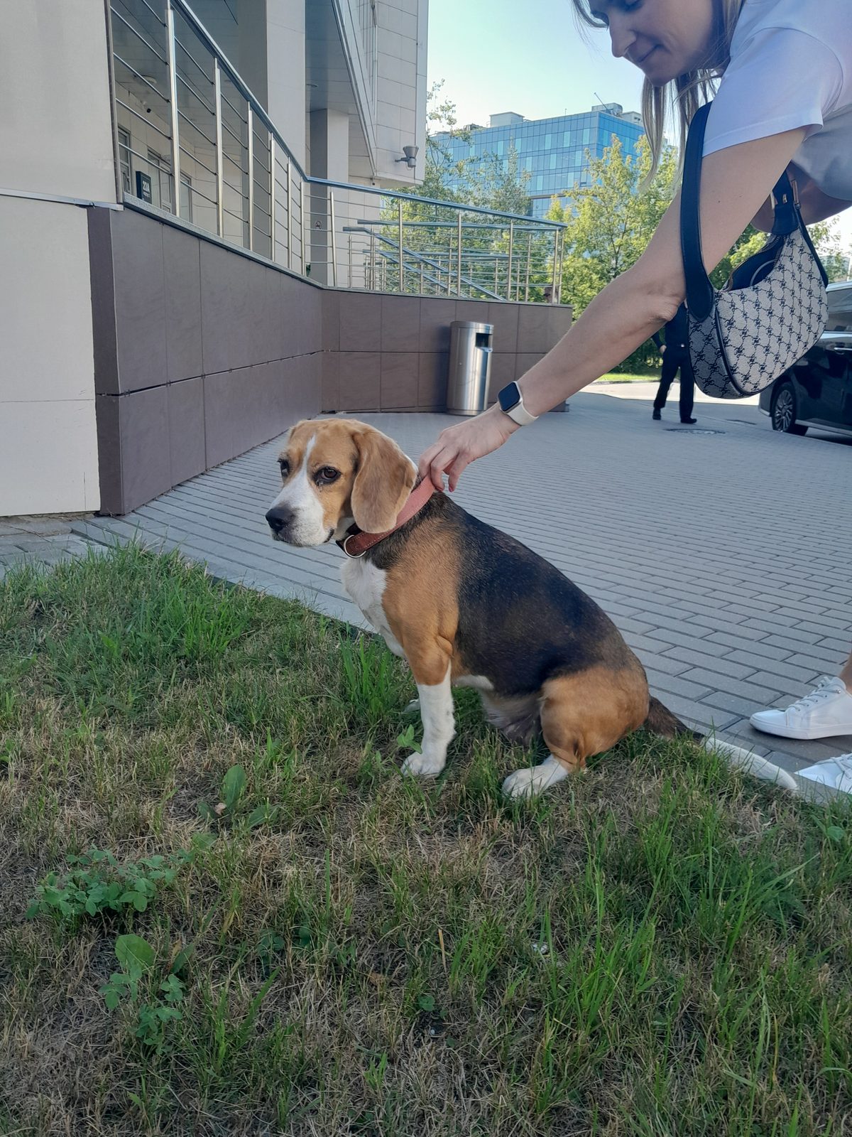 Найденная собака в Москве Найдена собака в Москве — фото объявления