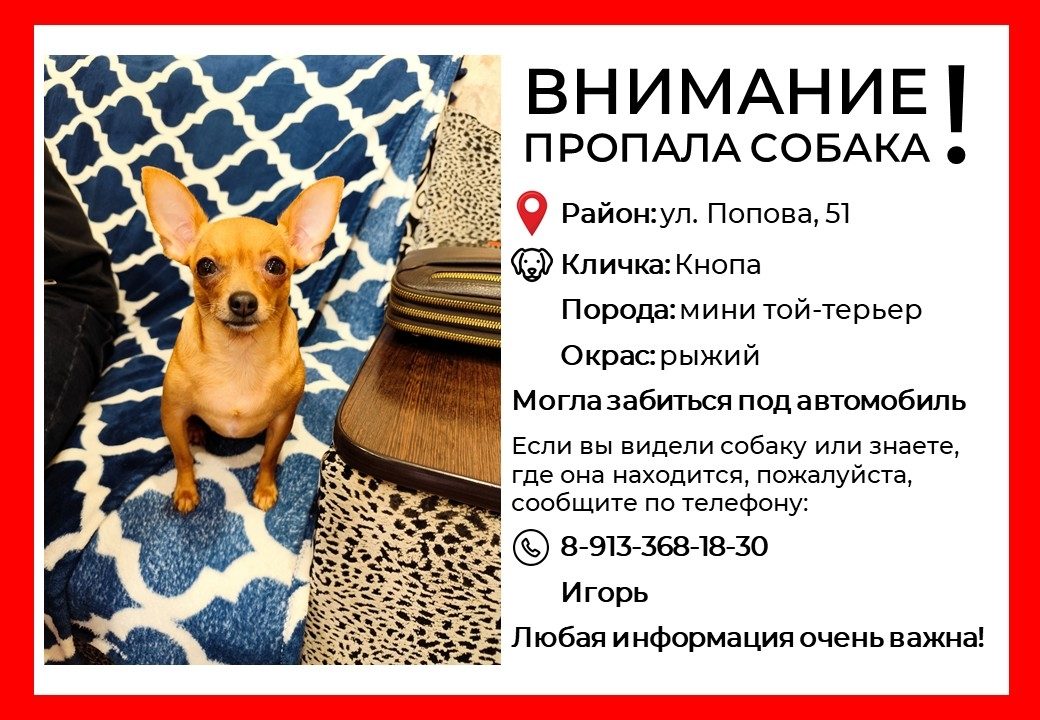 Пропавшая собака в Барнауле Пропала собака в Барнауле — фото объявления