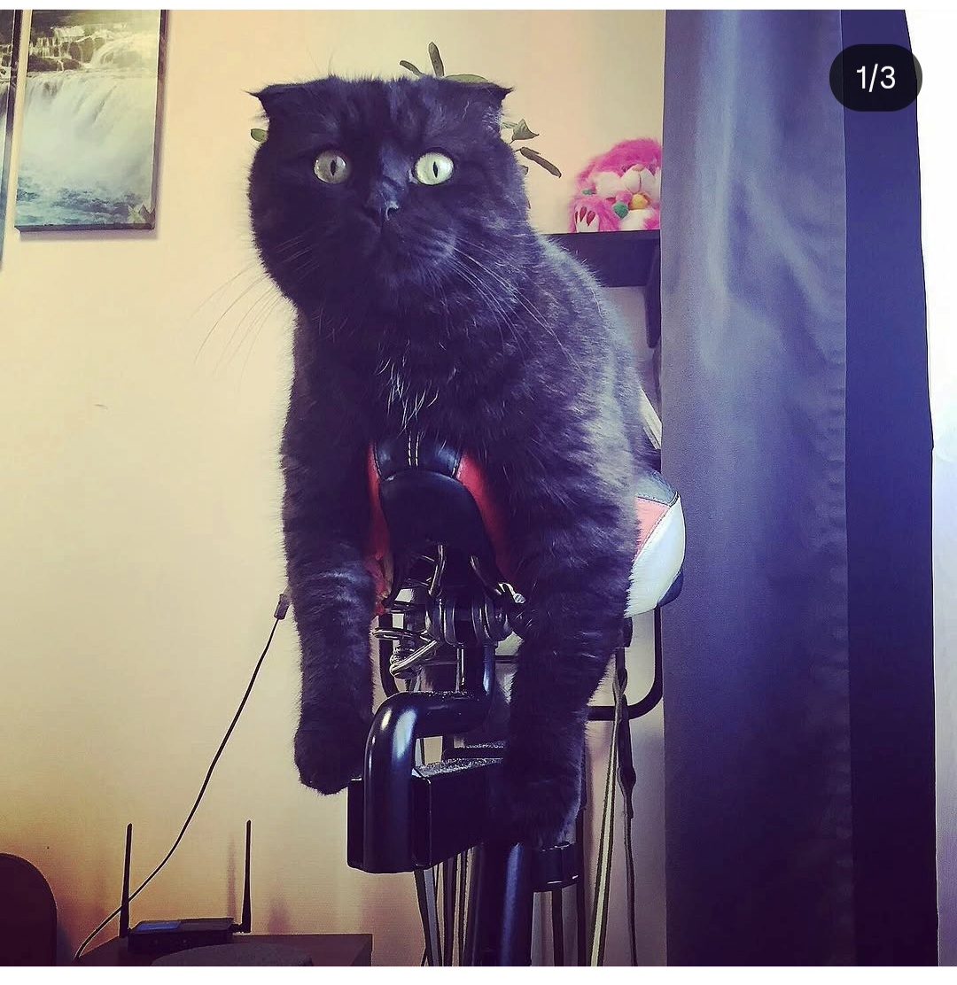 Пропавшая кошка в Москве Пропала кошка в Москве — фото объявления