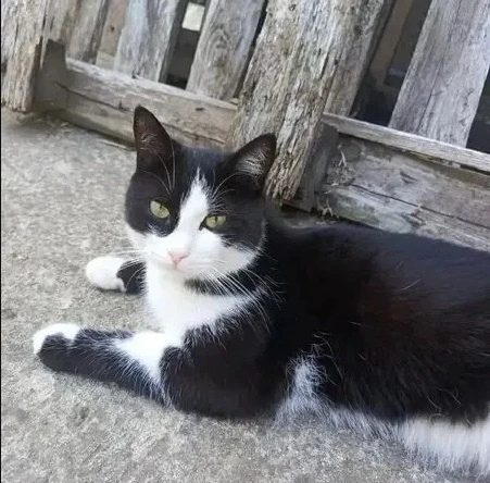 Пропавшая кошка в Майкопе: Розыск кота!!! Пропала кошка в Майкопе — Розыск кота!!!