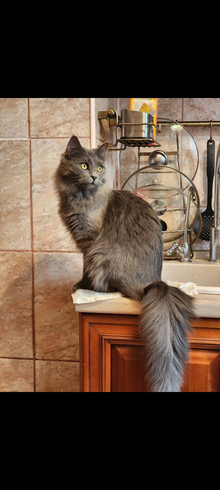 Пропавшая кошка в Королёве Пропала кошка в Королёве — фото объявления