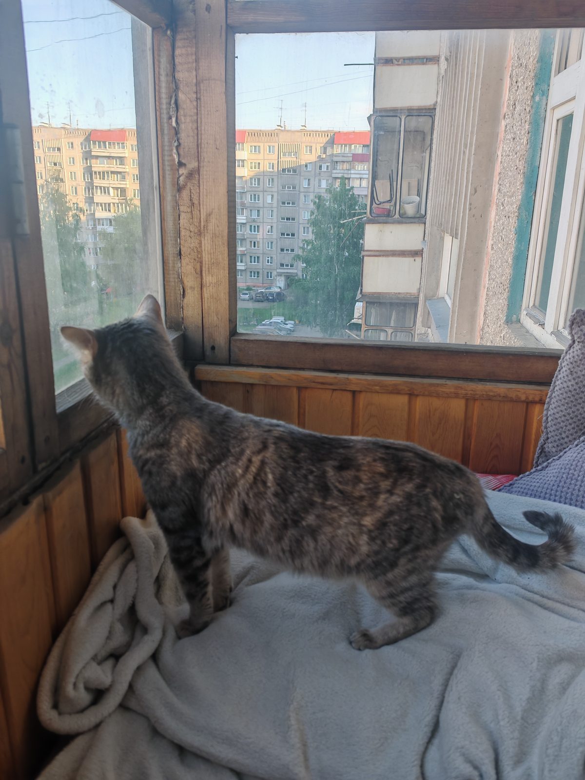 Найденная кошка в Новосибирске Найдена кошка в Новосибирске — фото объявления