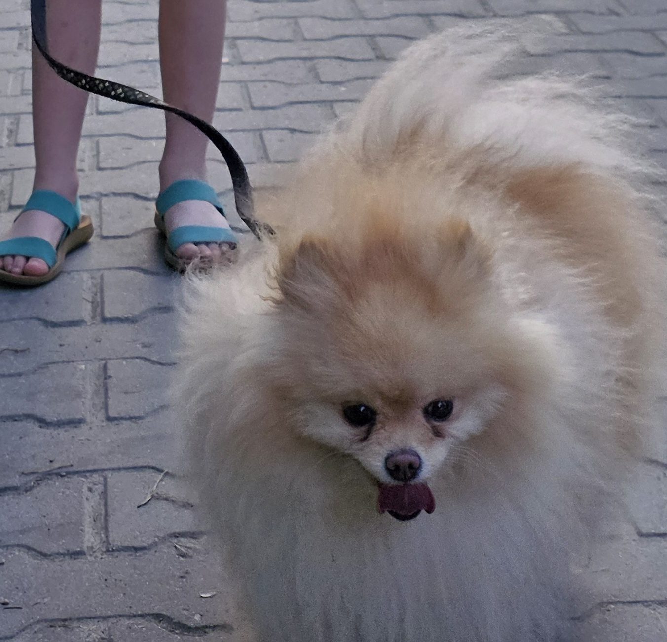 Пропавшая собака в Новосибирске Пропала собака в Новосибирске — фото объявления