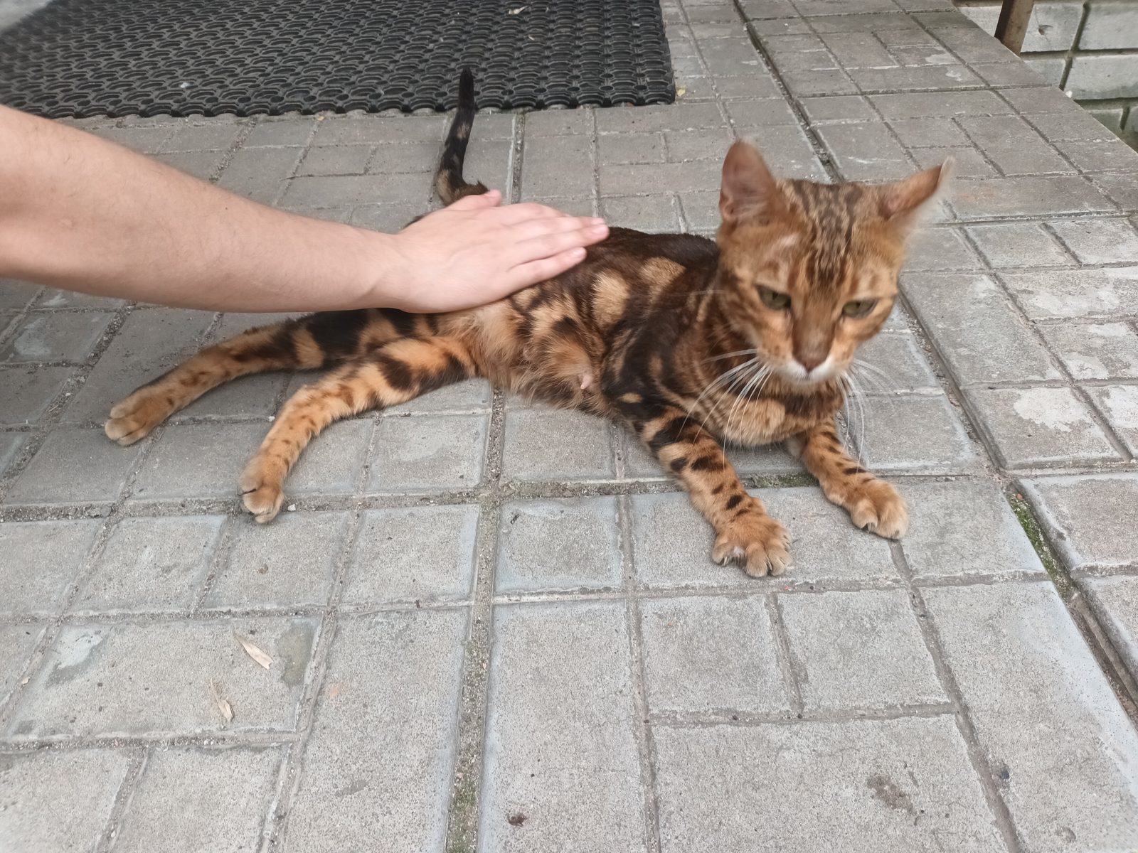 Найденная кошка в Нижнем Новгороде Найдена кошка в Нижнем Новгороде — фото объявления