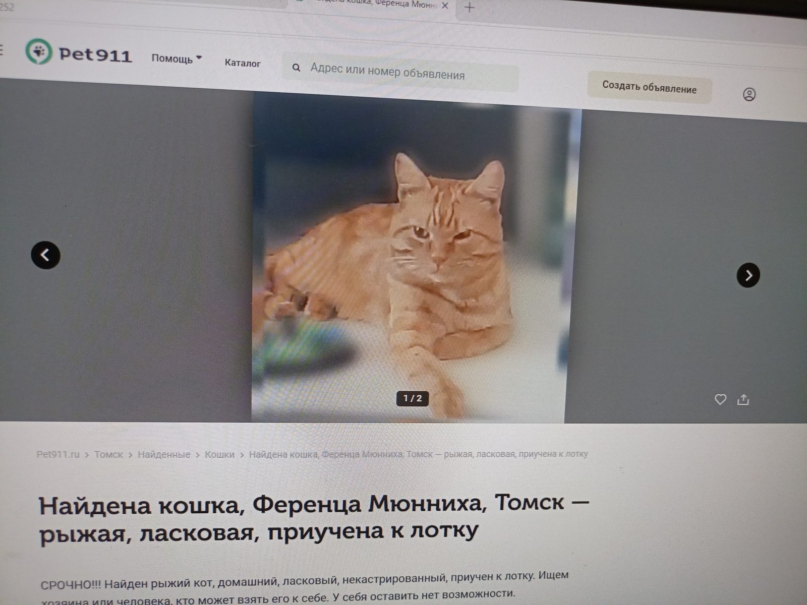 Пропавшая кошка в Томске Пропала кошка в Томске — фото объявления