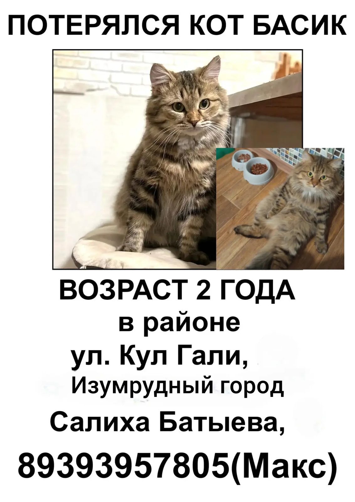 Пропавшая кошка в Казани Пропала кошка в Казани — фото объявления