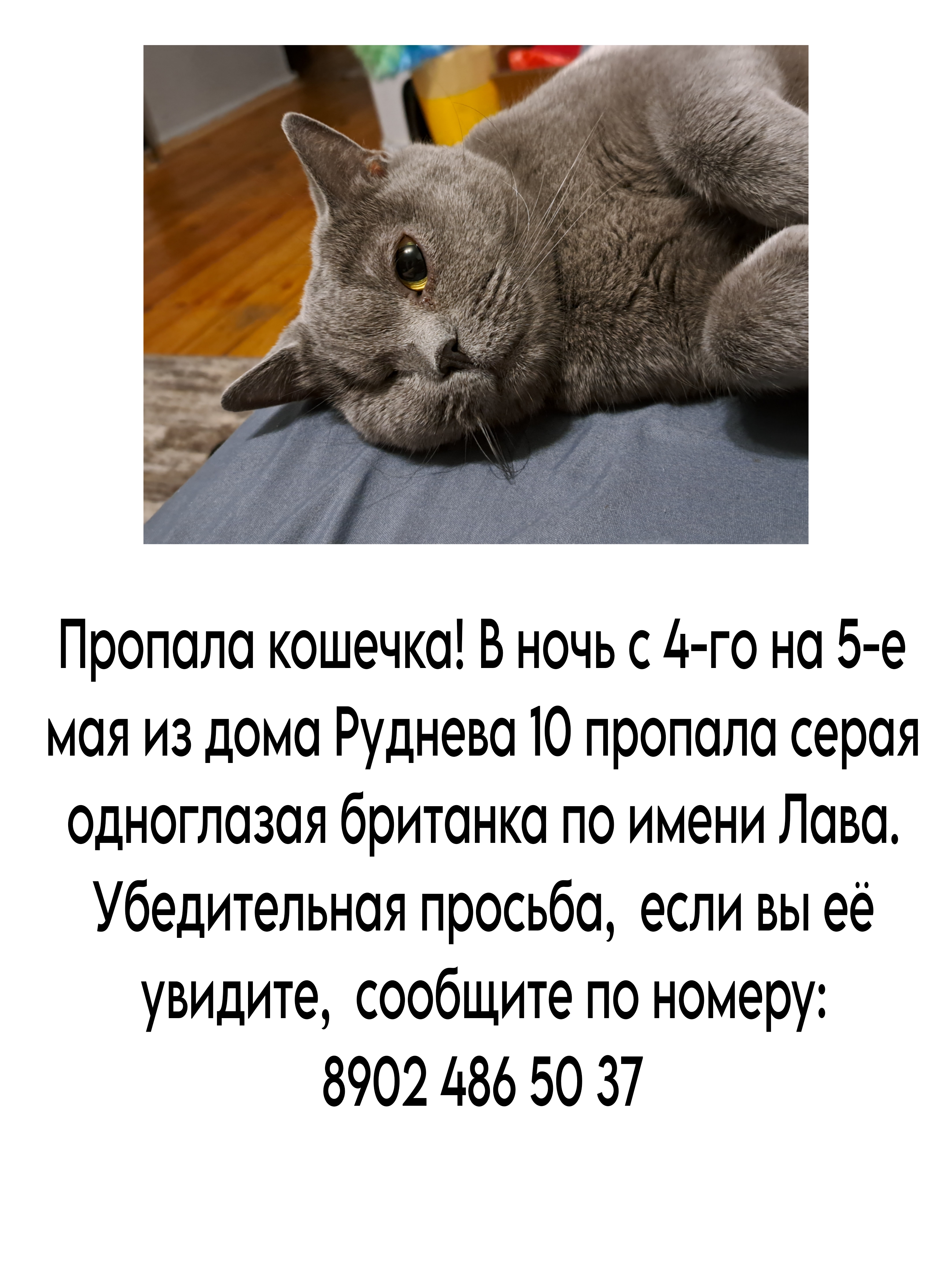 Пропавшая кошка в Владивостоке Пропала кошка в Владивостоке — фото объявления