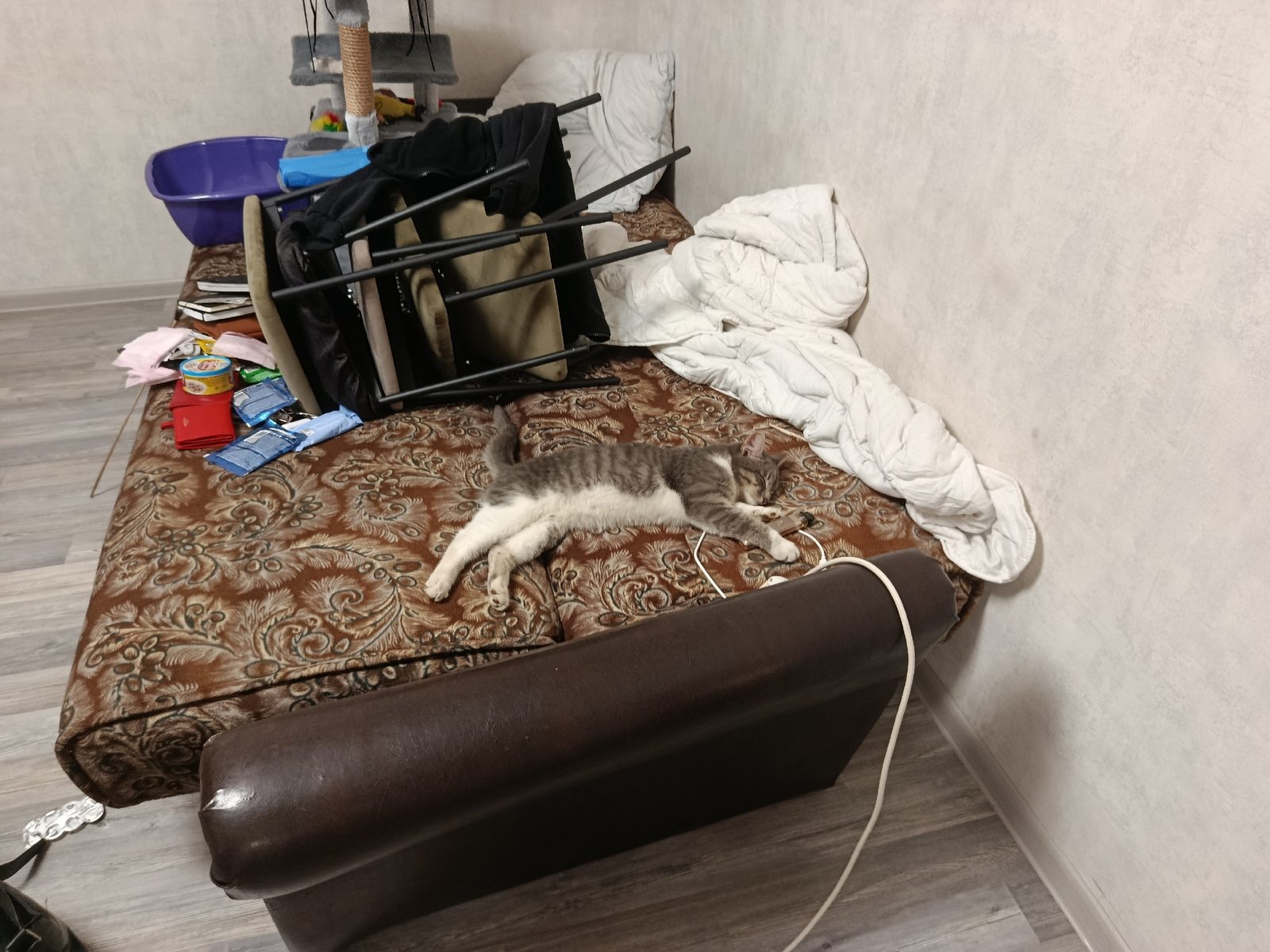 Пропавшая кошка в Кстове Пропала кошка в Кстове — фото объявления