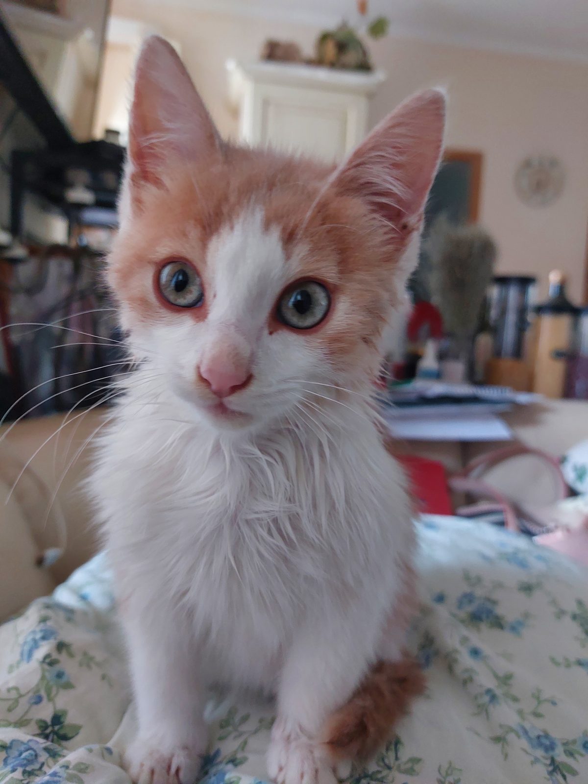 Пропавшая кошка в Астрахани: Котёнок Алекс. Пропала кошка в Астрахани — Котёнок Алекс.