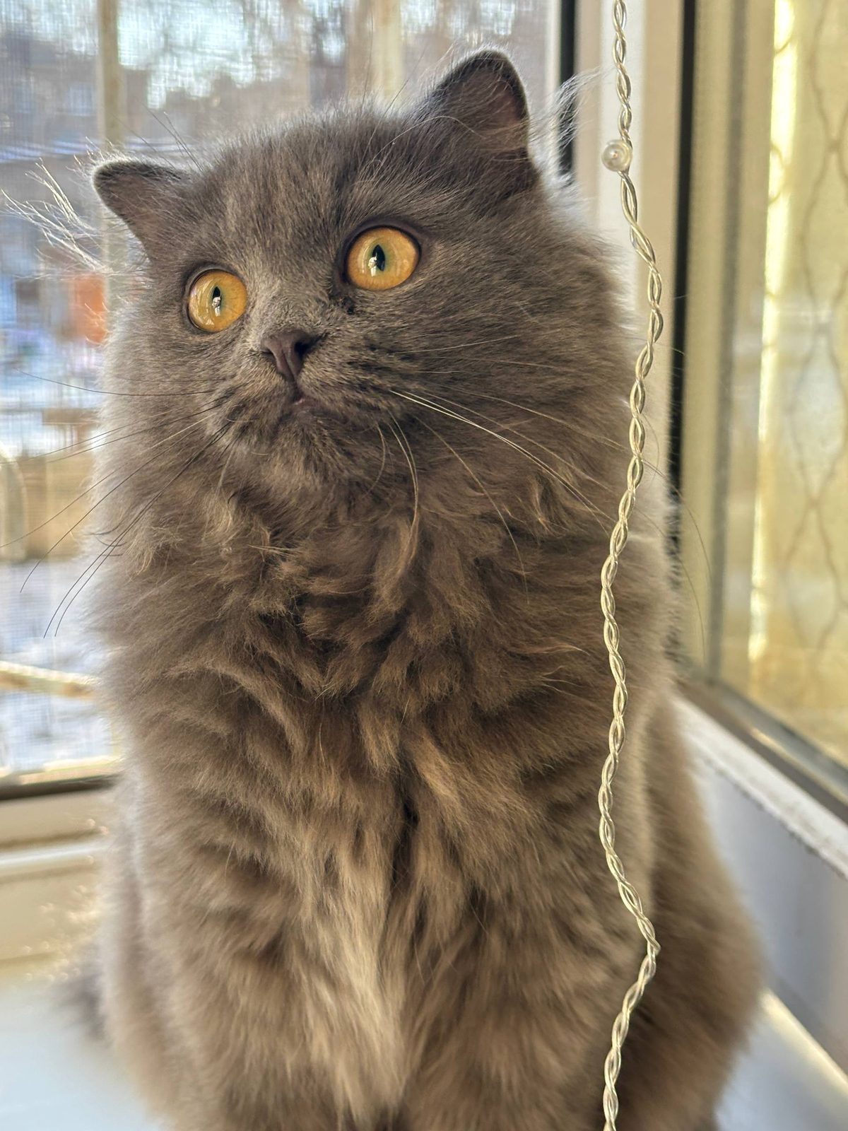 Пропавшая кошка в Воронеже Пропала кошка в Воронеже — фото объявления