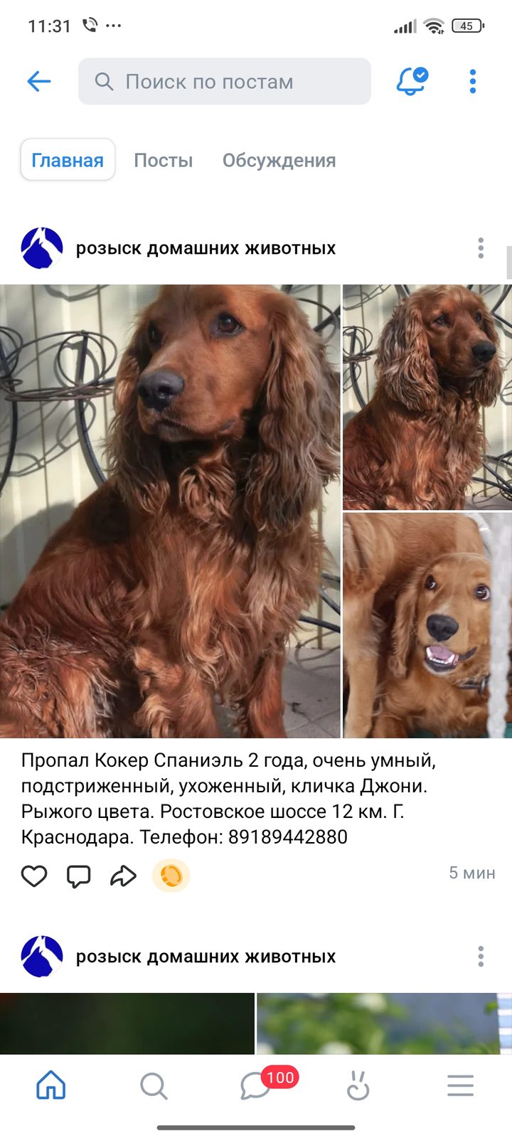 Пропавшая собака в Краснодаре: Кокер Спаниэль рыжий 2 года Пропала собака в Краснодаре — Кокер Спаниэль рыжий 2 года